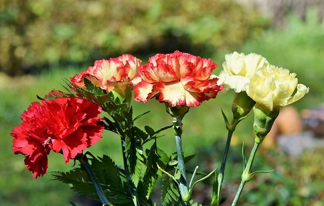 ý nghĩa hoa cẩm chướng theo màu sắc