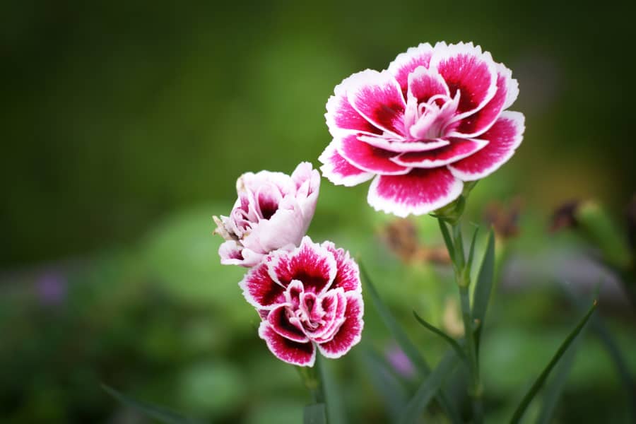 Tìm hiểu ý nghĩa của hoa cẩm chướng với Saigon Roses