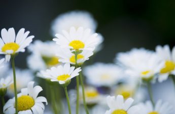Ý nghĩa của hoa cúc trắng trong cuộc sống