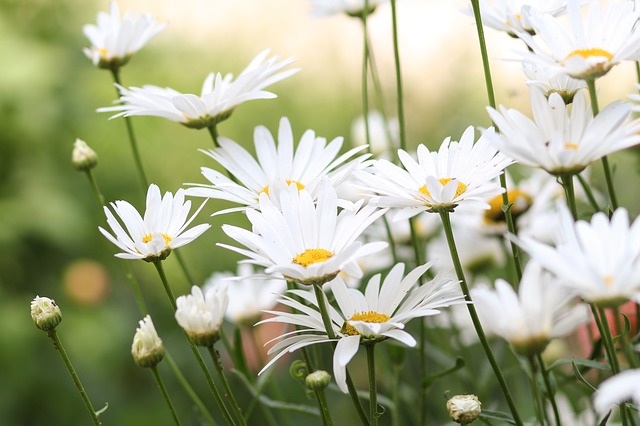 ý nghĩa của hoa cúc trắng trong tình yêu