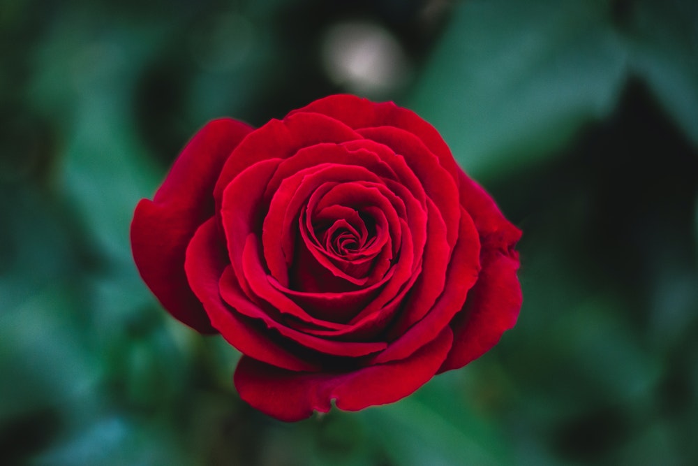 Ý nghĩa của hoa hồng đỏ