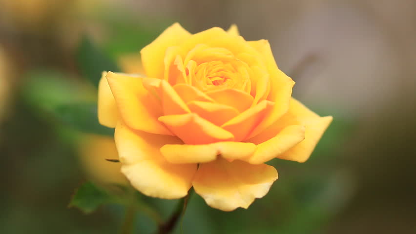 ý nghĩa của hoa hồng vàng