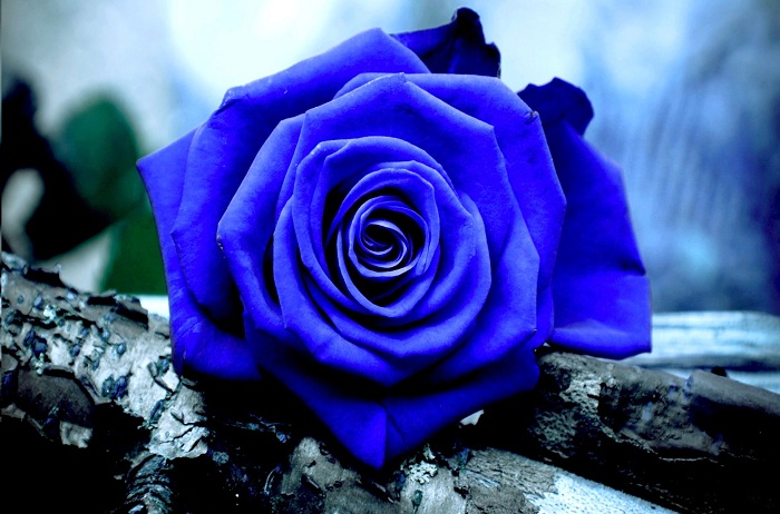 ý nghĩa của hoa hồng xanh dương