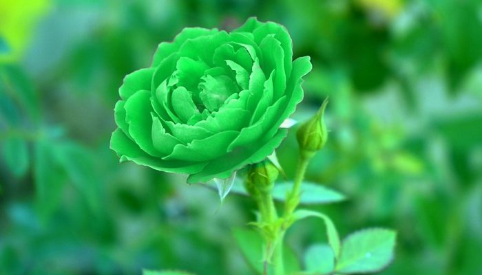 ý nghĩa của hoa hồng xanh lá