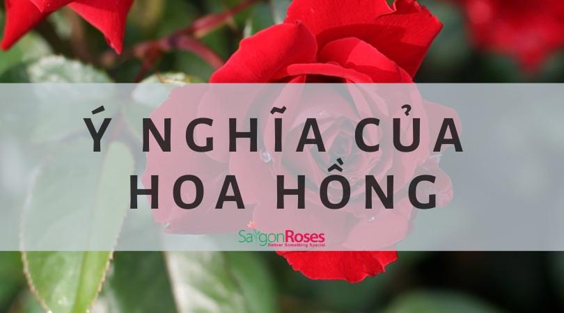 Ý nghĩa của hoa hồng theo số lượng và màu sắc