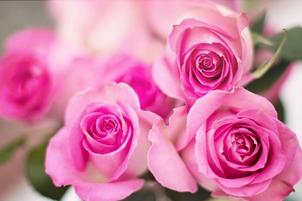 Các loại hoa màu hồng và ý nghĩa