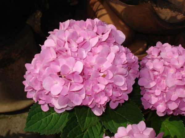 Những loài hoa đẹp màu hồng