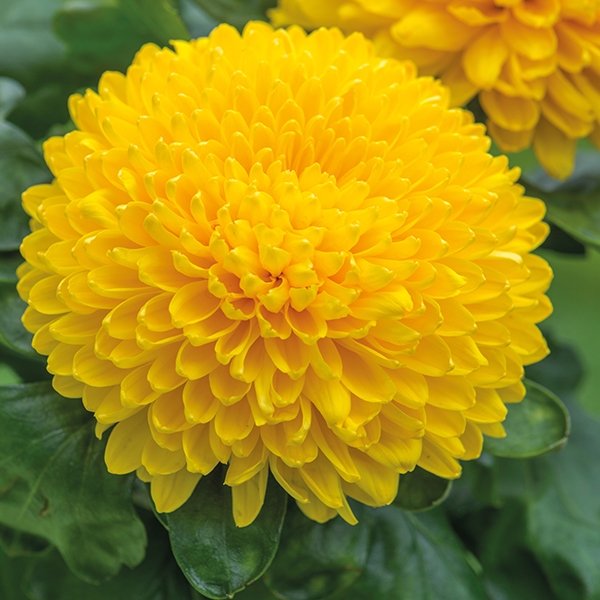 Các loại hoa màu vàng đẹp nhất và ý nghĩa