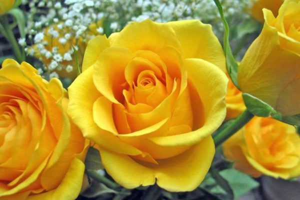 Các loại hoa màu vàng đẹp nhất và ý nghĩa