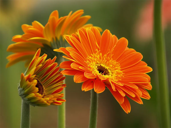 Ý nghĩa các loài hoa màu cam đẹp nhất