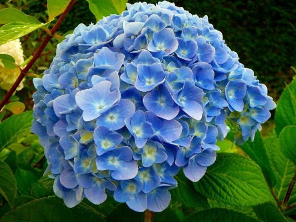 Ý nghĩa các loài hoa màu xanh đẹp nhất