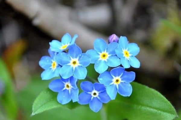 Các loài hoa đẹp màu xanh