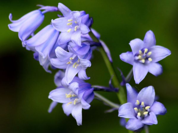 Ý nghĩa các loài hoa màu xanh đẹp nhất