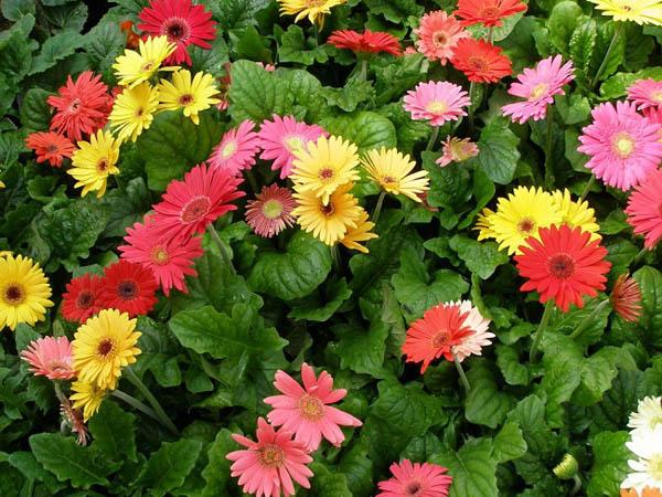 Ý nghĩa các loài hoa phổ biến ngày Tết