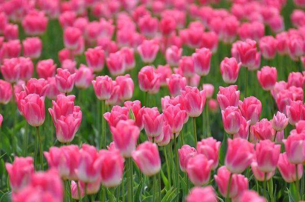 Ý nghĩa của hoa tulip theo màu sắc