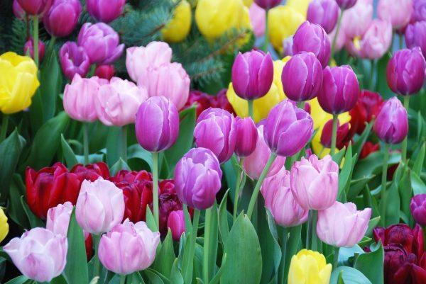 Ý nghĩa của hoa tulip theo màu sắc