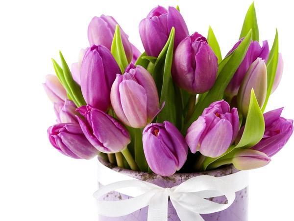 Ý nghĩa của hoa tulip theo màu sắc