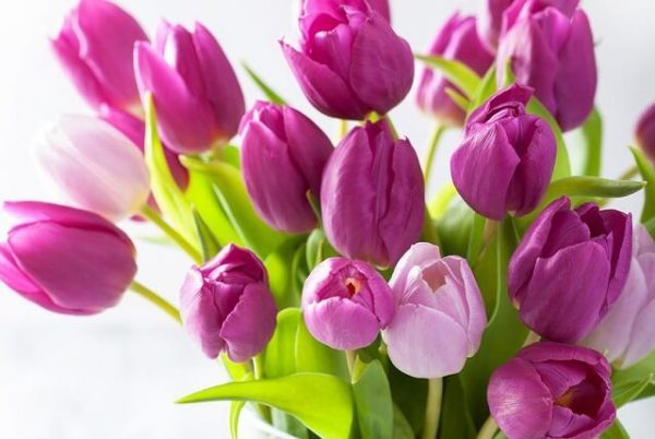 Ý nghĩa của hoa tulip theo màu sắc