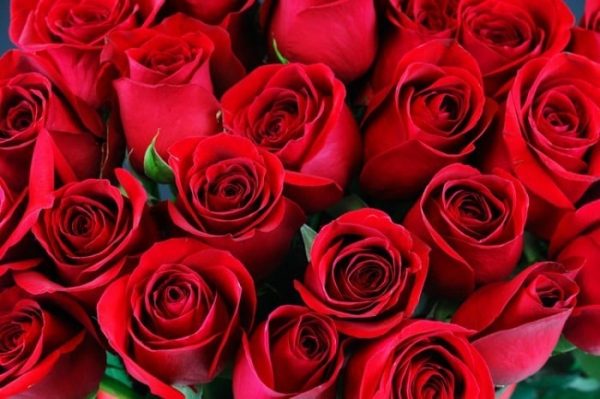 Các loại hoa màu đỏ đẹp nhất và ý nghĩa