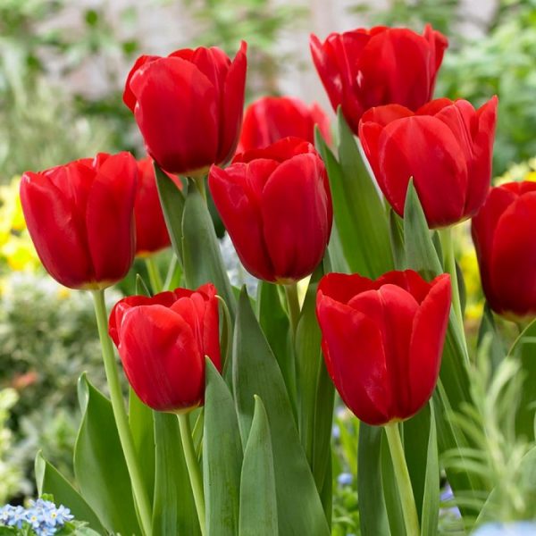 Các loại hoa màu đỏ đẹp nhất và ý nghĩa