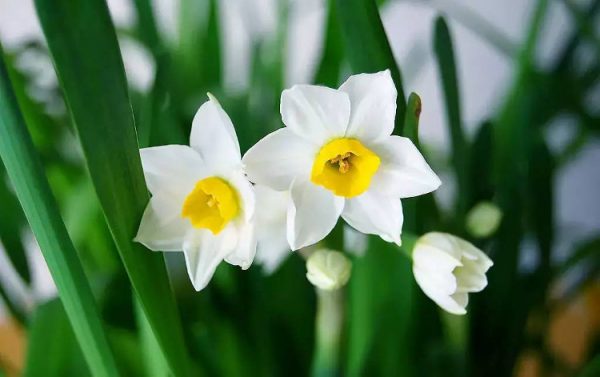 Các loại hoa màu trắng đẹp nhất và ý nghĩa