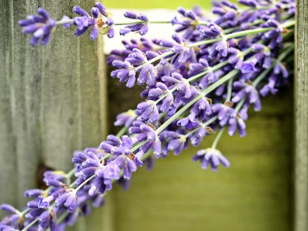 Hoa Lavender Mang Trong Mình Ý Nghĩa Gì?