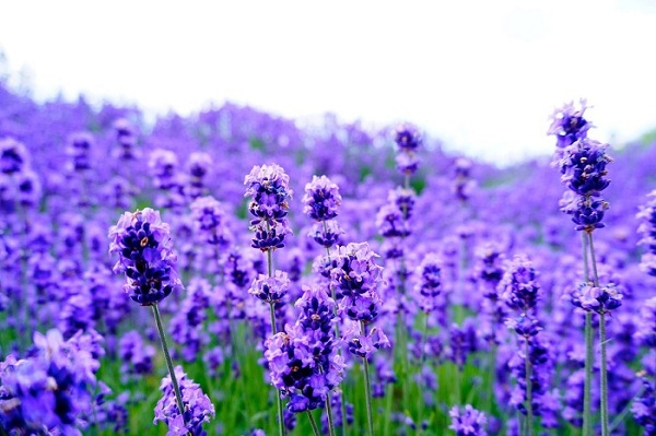Hoa Lavender Mang Trong Mình Ý Nghĩa Gì?