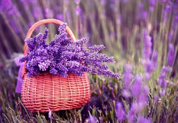 Ý nghĩa hoa lavender