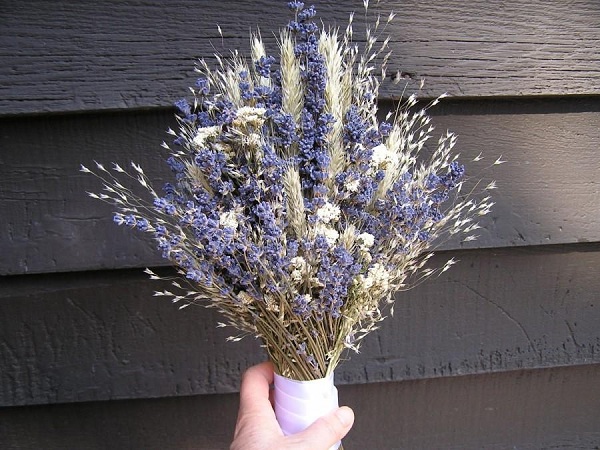 Ý nghĩa hoa lavender