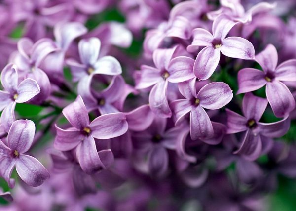 Các loại hoa màu tím và ý nghĩa