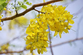 Các loại hoa màu vàng dễ trồng