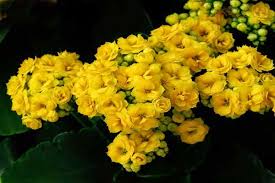 Các loại hoa màu vàng dễ trồng