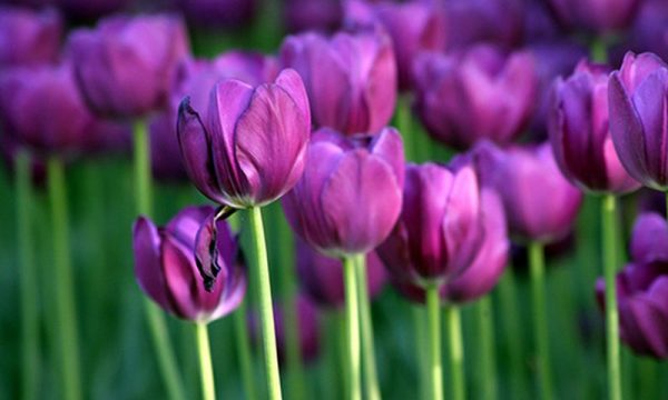 Điểm danh các loại hoa màu tím dễ trồng
