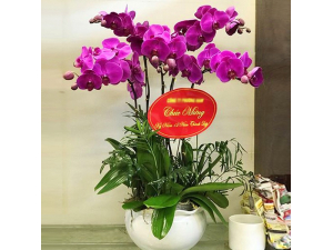 Chậu Lan Hồ Điệp 005